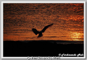 Seagull in the sunset. by Ferdinando Meli 